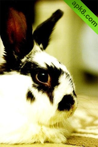 apk小游戏可爱的兔子壁纸安卓手机壁纸高清截图4