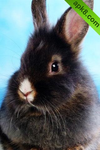 apk小游戏可爱的兔子壁纸安卓手机壁纸高清截图5