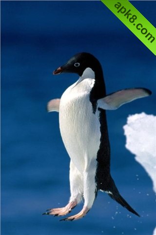 apk小游戏可愛的企鵝安卓手机壁纸高清截图2