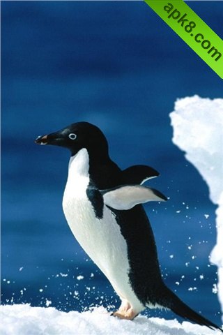 apk小游戏可愛的企鵝安卓手机壁纸高清截图1