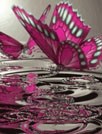水粉色蝴蝶壁纸