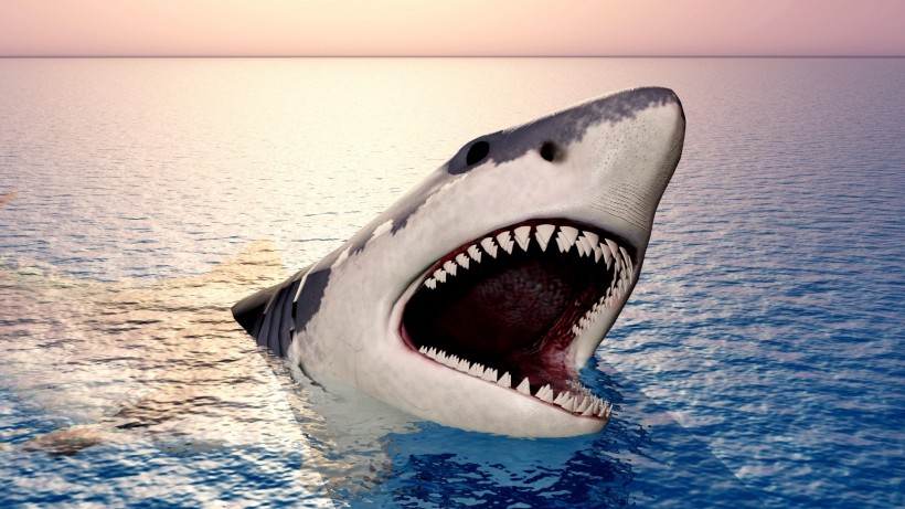 海洋中的鲨鱼手机壁纸