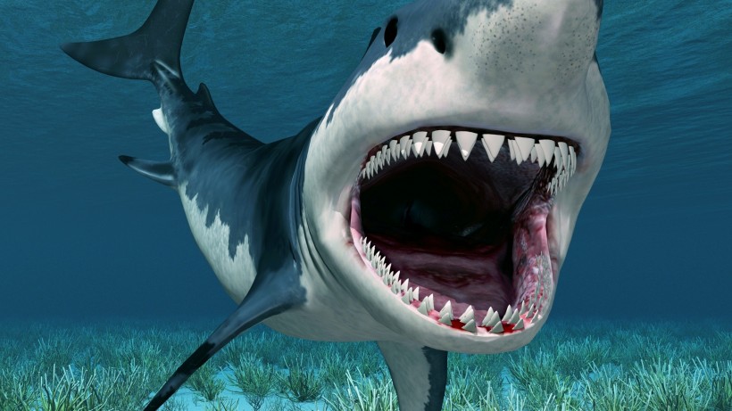 apk小游戏海洋中的鲨鱼手机壁纸安卓手机壁纸高清截图10