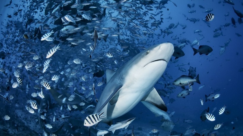 apk小游戏海洋中的鲨鱼手机壁纸安卓手机壁纸高清截图6