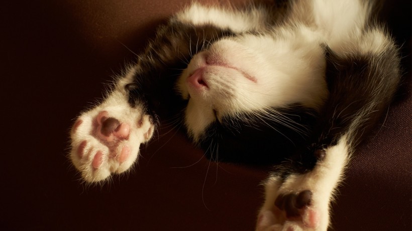 apk小游戏可爱猫咪的奇异睡姿手机壁纸安卓手机壁纸高清截图9