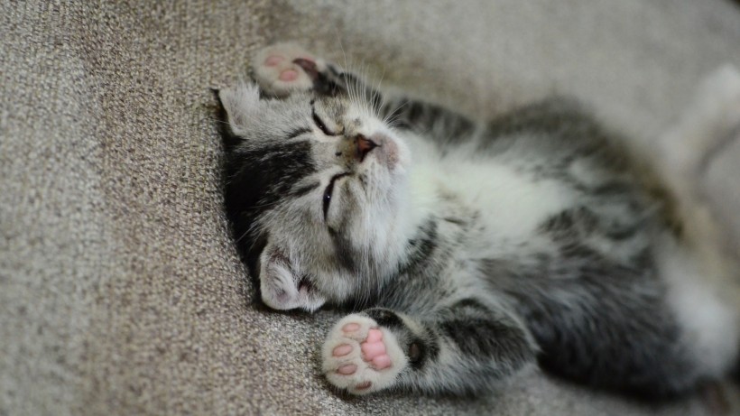 apk小游戏可爱猫咪的奇异睡姿手机壁纸安卓手机壁纸高清截图4