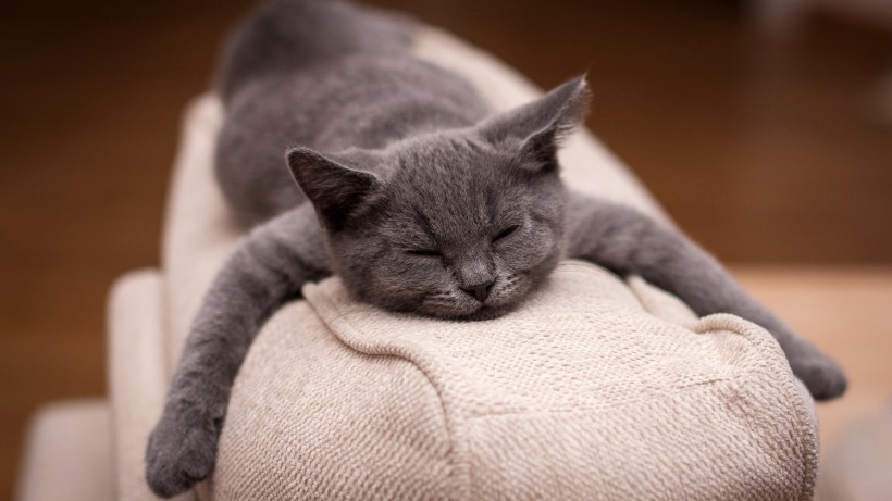 apk小游戏可爱猫咪的奇异睡姿手机壁纸安卓手机壁纸高清截图1