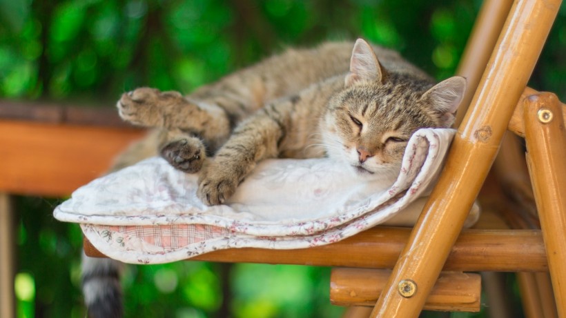 可爱猫咪的奇异睡姿手机壁纸