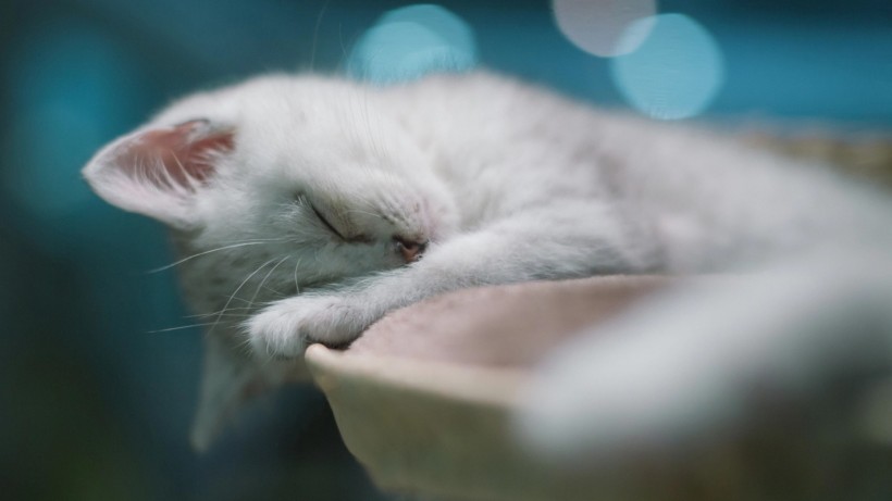 apk小游戏可爱猫咪的奇异睡姿手机壁纸安卓手机壁纸高清截图5