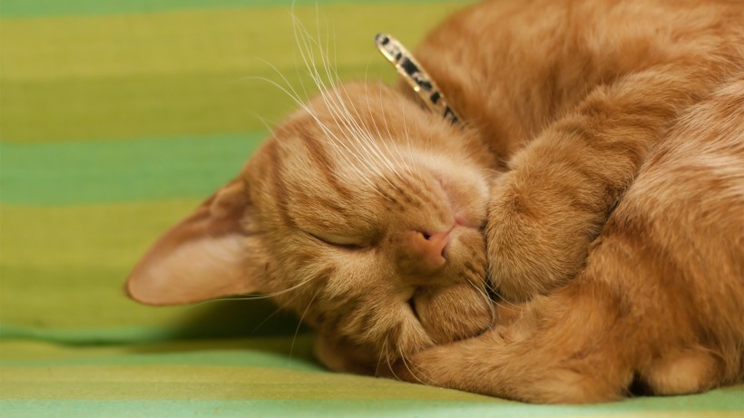 apk小游戏可爱猫咪的奇异睡姿手机壁纸安卓手机壁纸高清截图10
