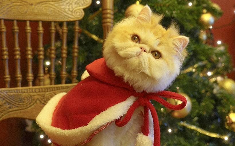 apk小游戏圣诞装扮的可爱猫咪手机壁纸安卓手机壁纸高清截图6