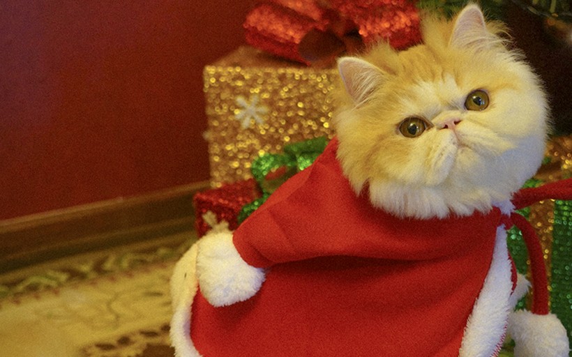 apk小游戏圣诞装扮的可爱猫咪手机壁纸安卓手机壁纸高清截图7