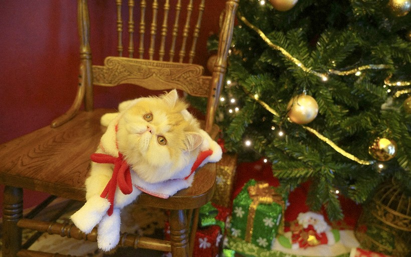 apk小游戏圣诞装扮的可爱猫咪手机壁纸安卓手机壁纸高清截图2