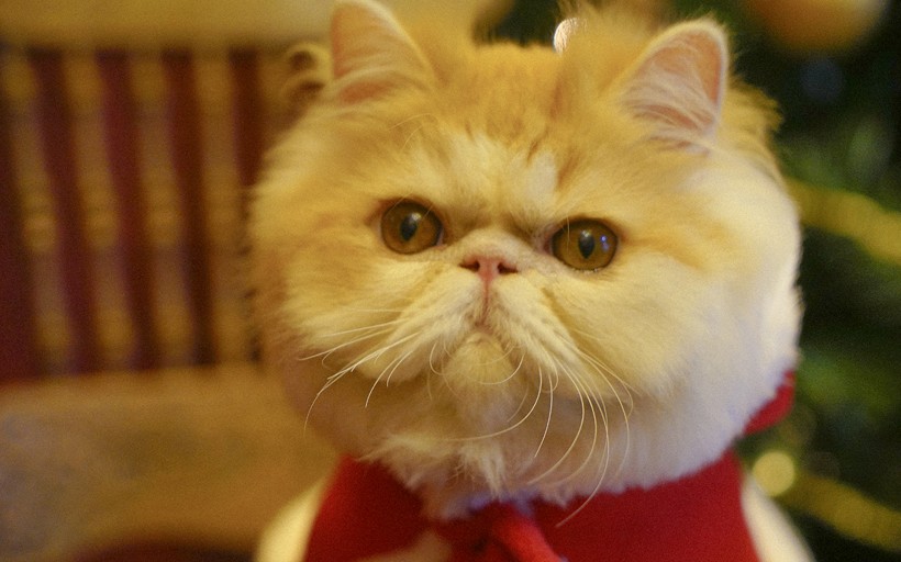 圣诞装扮的可爱猫咪手机壁纸