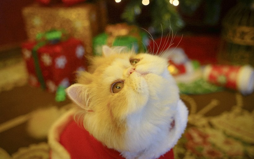 apk小游戏圣诞装扮的可爱猫咪手机壁纸安卓手机壁纸高清截图8
