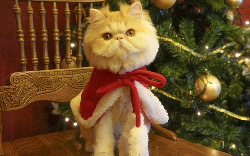 apk小游戏圣诞装扮的可爱猫咪手机壁纸安卓手机壁纸高清截图4
