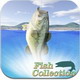 鱼收藏:Fish Collection