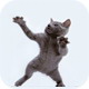 跳舞猫：Dancing Cat