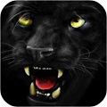 凶猛的黑豹：Black Panther Ferocious